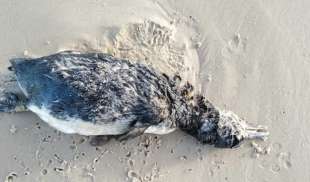 pinguino morto sulla spiaggia di la paloma in uruguay