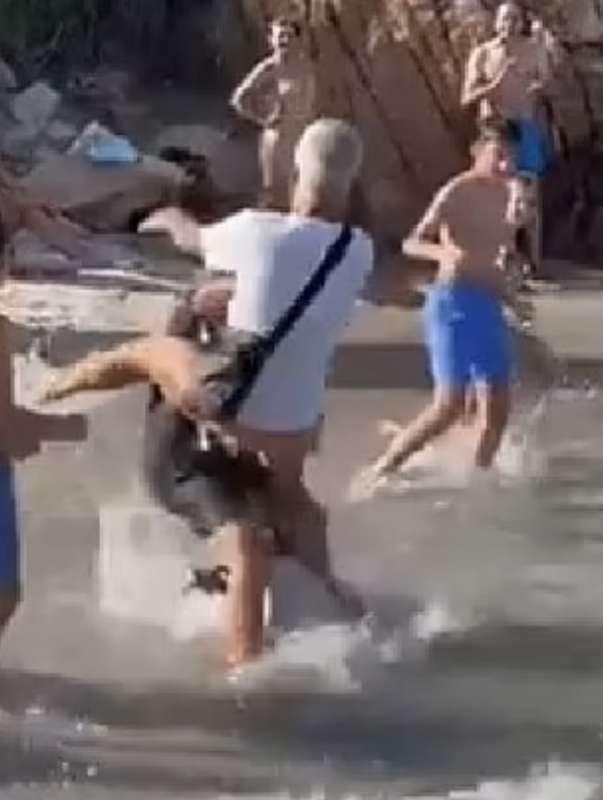 rissa sulla spiaggia di cala lunga di porto massimo la maddalena 1