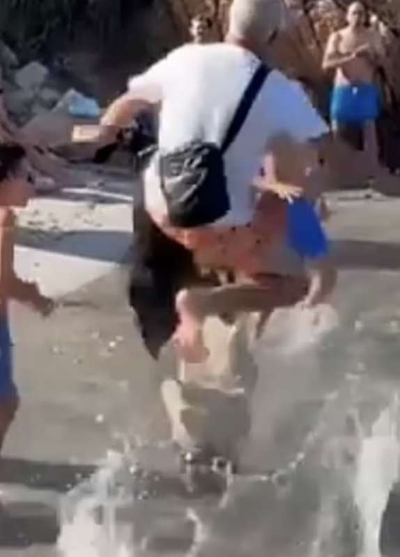 rissa sulla spiaggia di cala lunga di porto massimo la maddalena 5