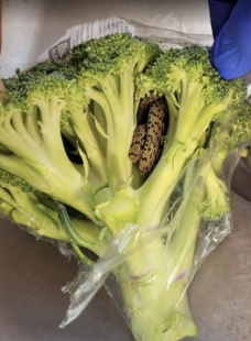 SERPENTE NEI BROCCOLI IN INGHILTERRA