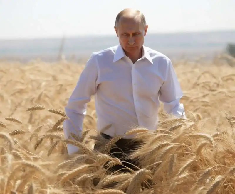 vladimir putin in un campo di grano   immagine creata con midjourney    3