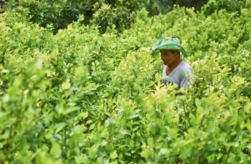 coltivazione di coca in colombia 14