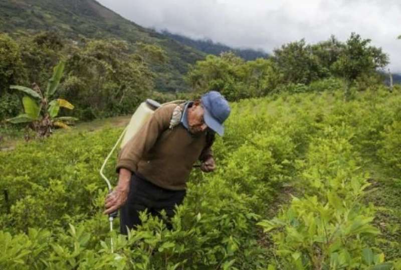 coltivazione di coca in colombia 16