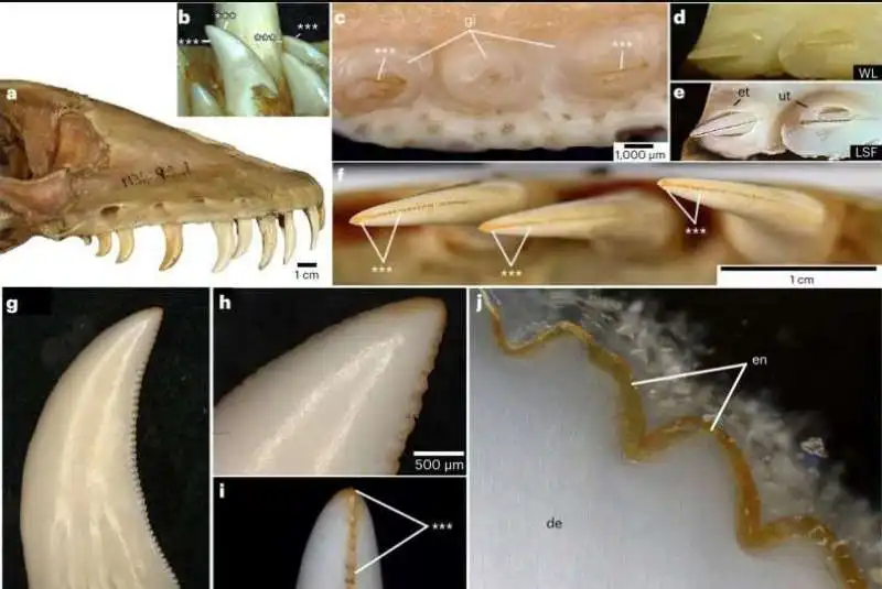 I DENTI DEL DRAGO DI KOMODO  