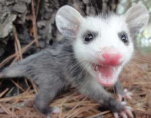 OPOSSUM