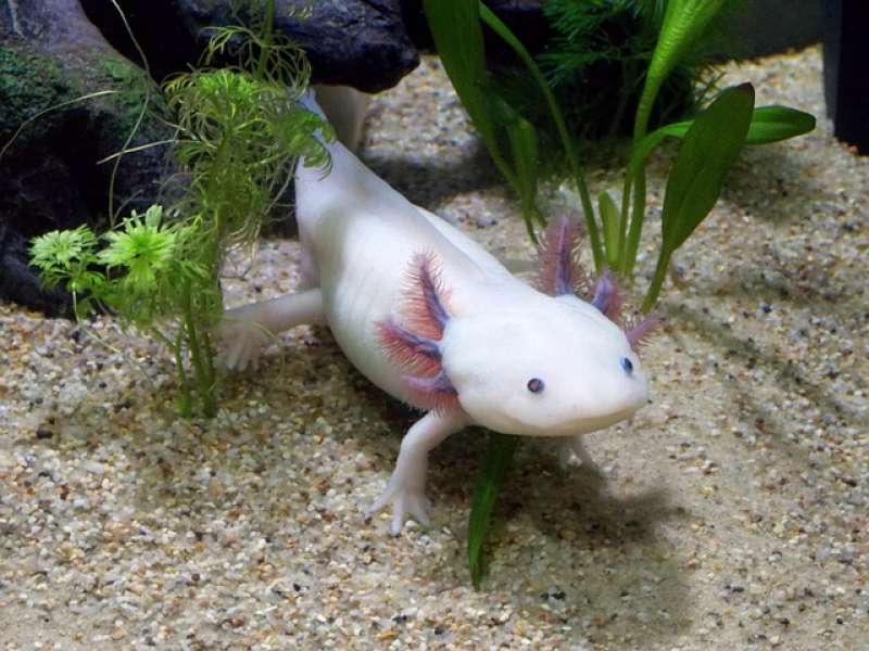 salamandra axolotl