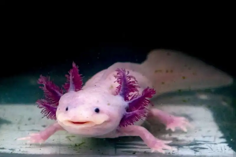 salamandra axolotl