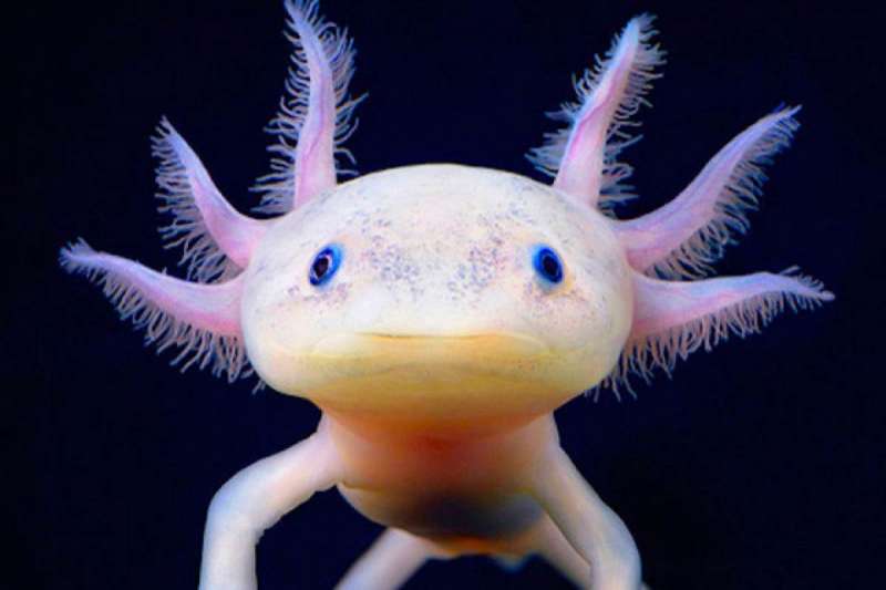 salamandra axolotl