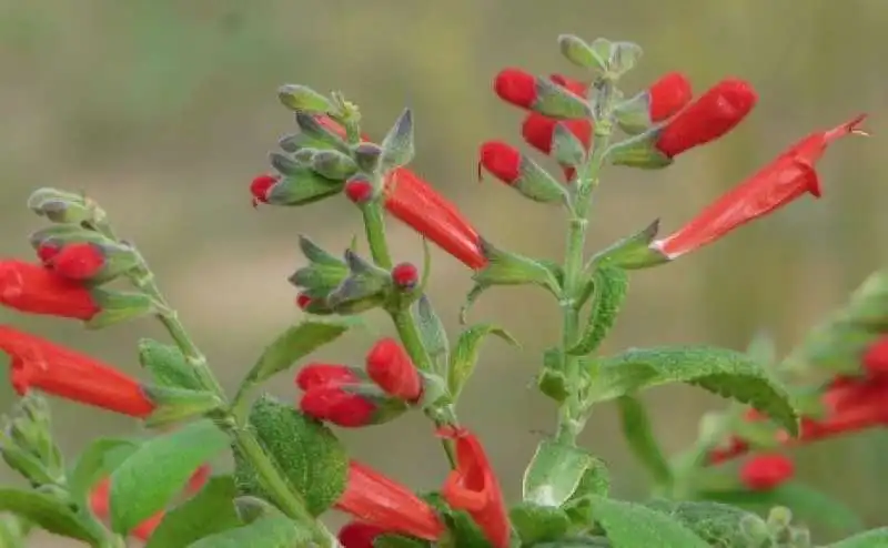 salvia haenkei  1