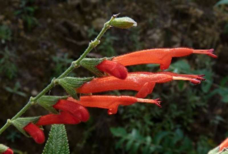 salvia haenkei 2