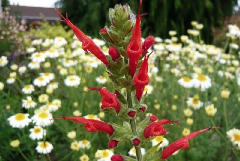 salvia haenkei 3