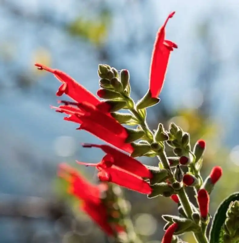 salvia haenkei  4