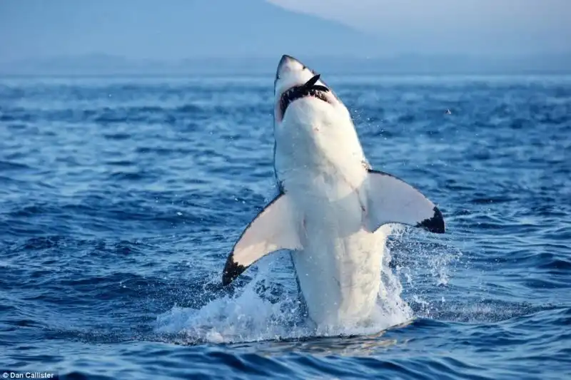 LA GUERRA TRA SQUALI E FOCHE A SEAL ISLAND IN SUDAFRICA 