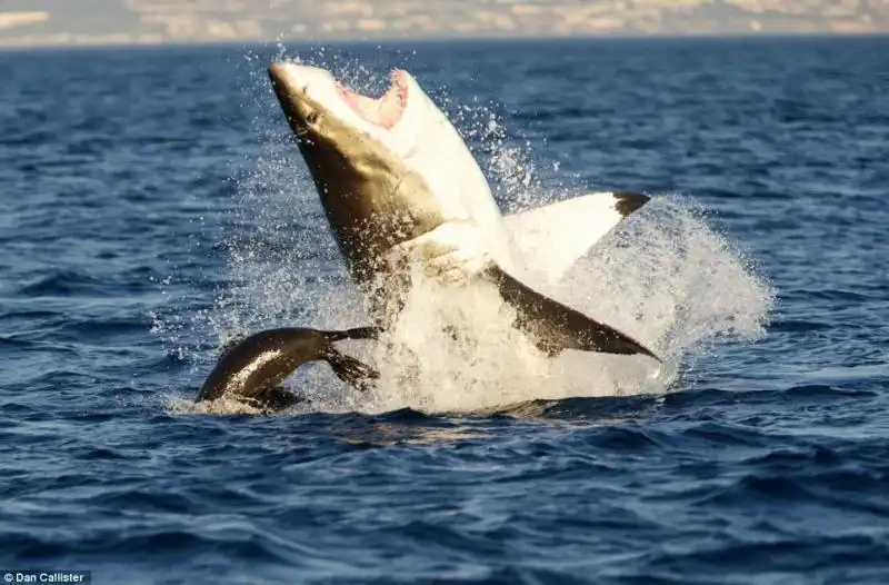 LA GUERRA TRA SQUALI E FOCHE A SEAL ISLAND IN SUDAFRICA 