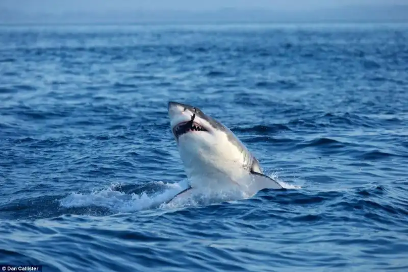 LA GUERRA TRA SQUALI E FOCHE A SEAL ISLAND IN SUDAFRICA 