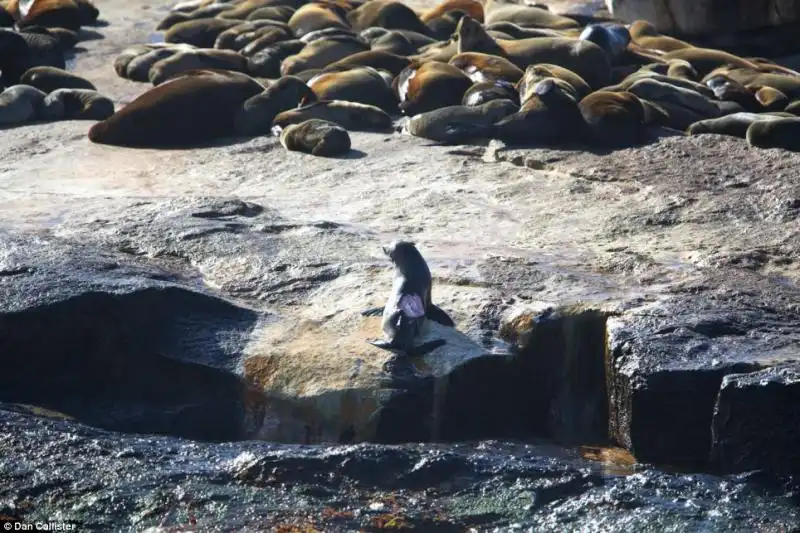 LA GUERRA TRA SQUALI E FOCHE A SEAL ISLAND IN SUDAFRICA 