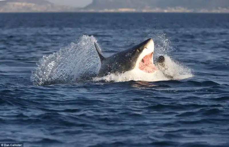 LA GUERRA TRA SQUALI E FOCHE A SEAL ISLAND IN SUDAFRICA 