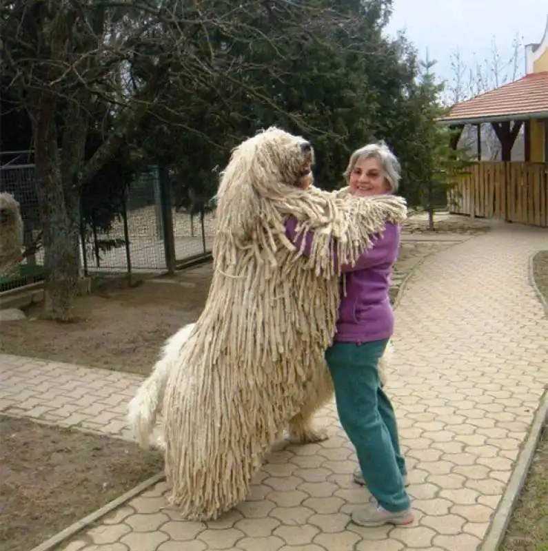 abbracci tra cani e umani 2