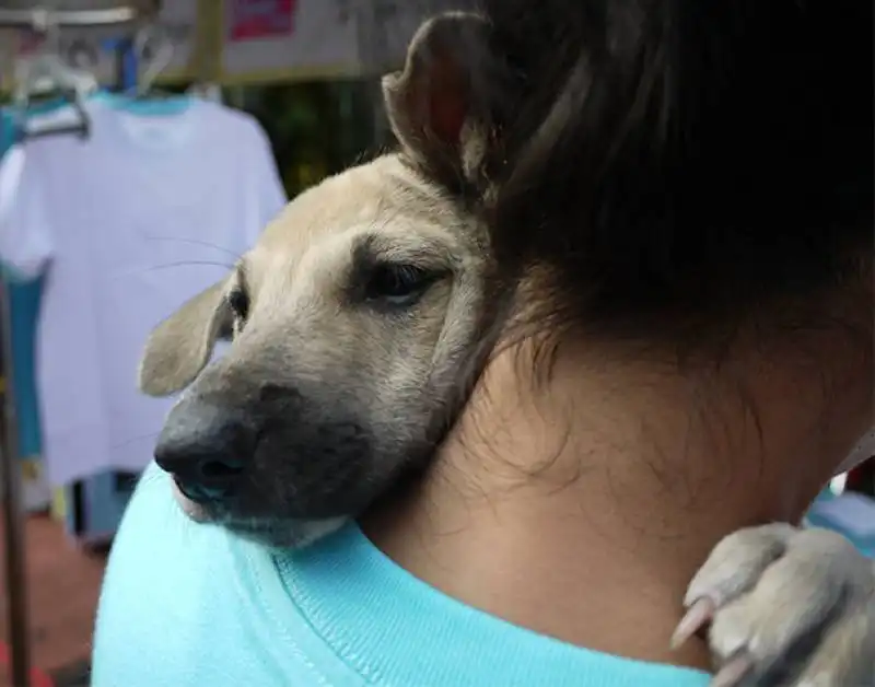 abbracci tra cani e umani 5