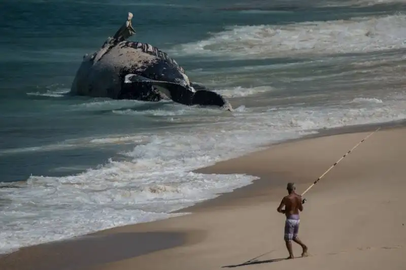 balena arenata a rio de janeiro