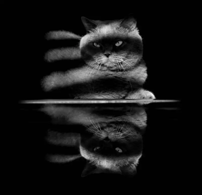 cat black and white photography 32