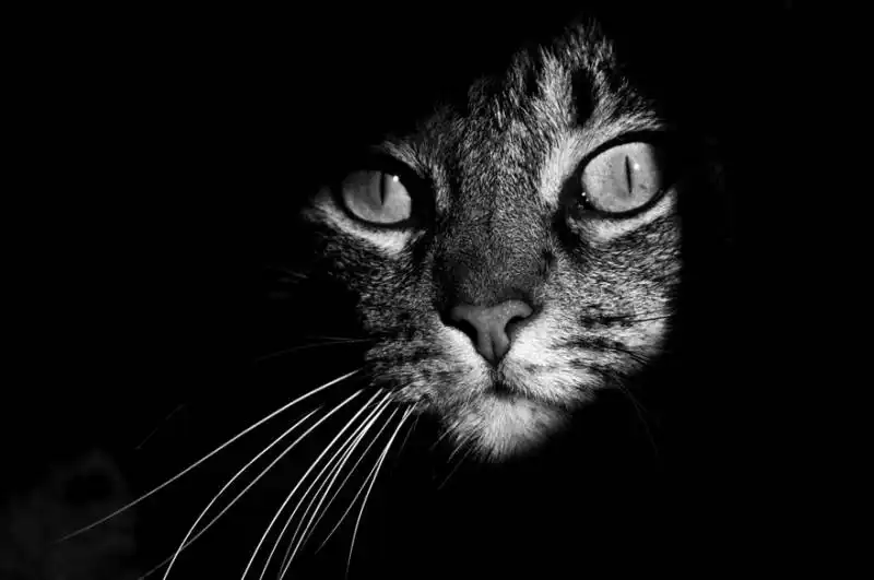 cat looking at you black and white photography 4