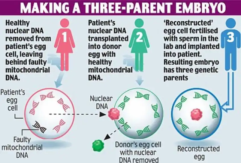 come si fa a fare un embrione con tre dna