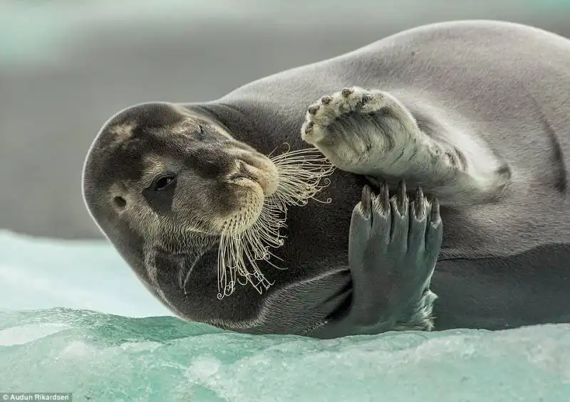 foca che si gratta in norvegia