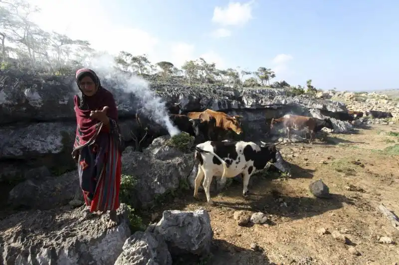 gli abitanti di socotra sono pescatori e pastori