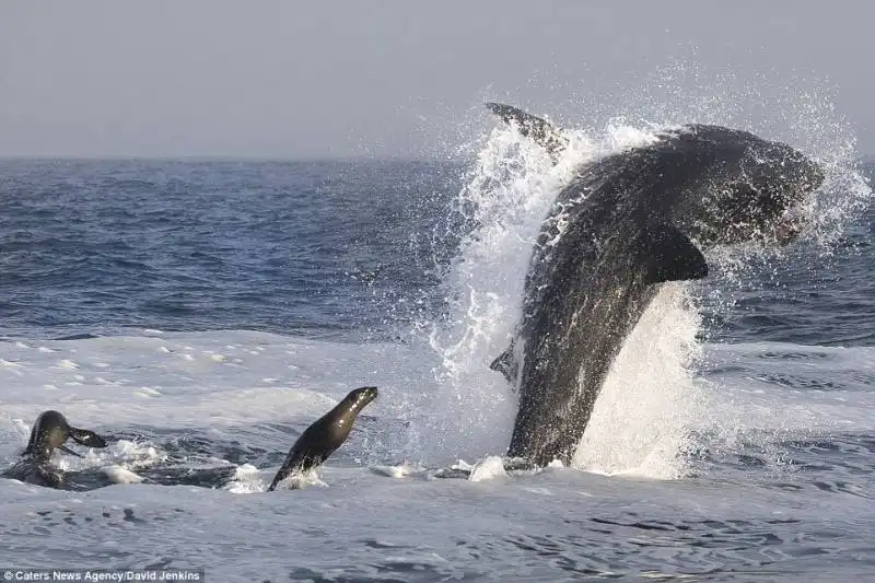 la foca e lo squalo bianco 2