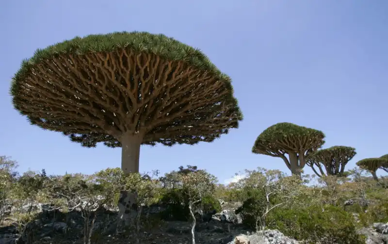 le piante ombrello di socotra