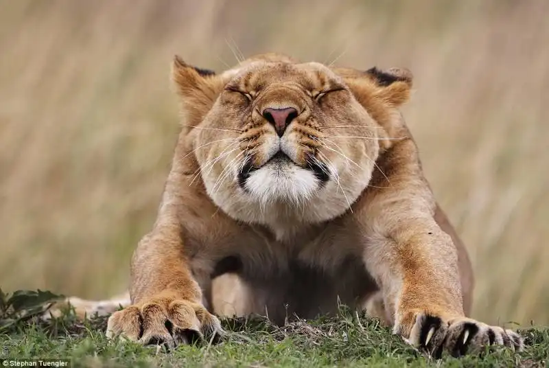 leonessa fa stretching in kenya