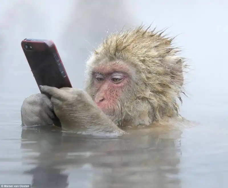 macaco con iphone di van oosten