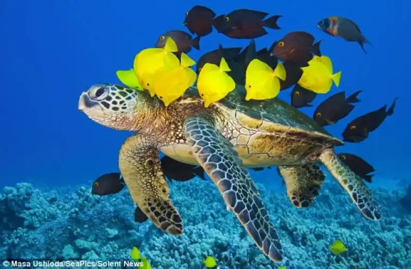 nel mare delle hawaii