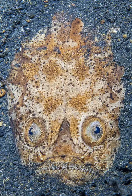 pesce di lembeh in indonesia