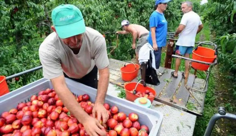 produttori di pesche