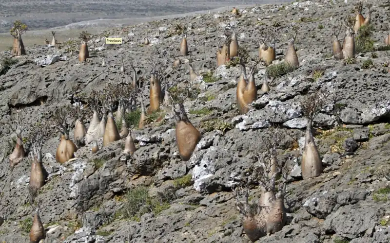 socotra protetta dallunesco