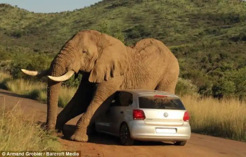 sudafrica   un elefante schiaccia un auto