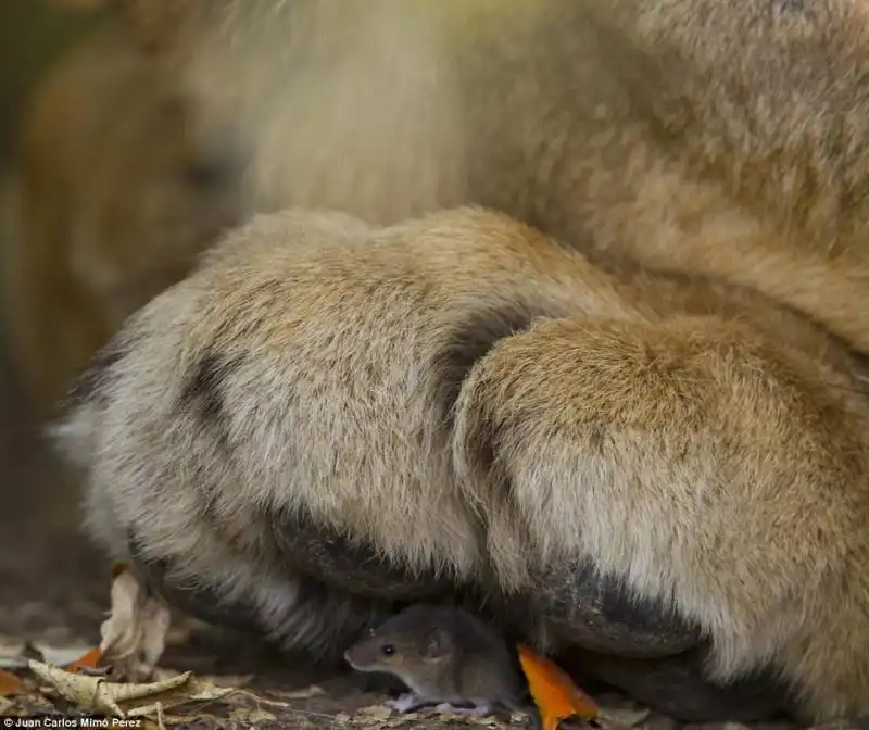 topo sotto zampa di leone in kenya