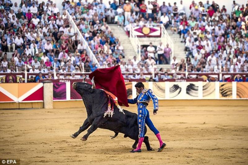 attivista per i diritti degli animali interrompe corrida 8