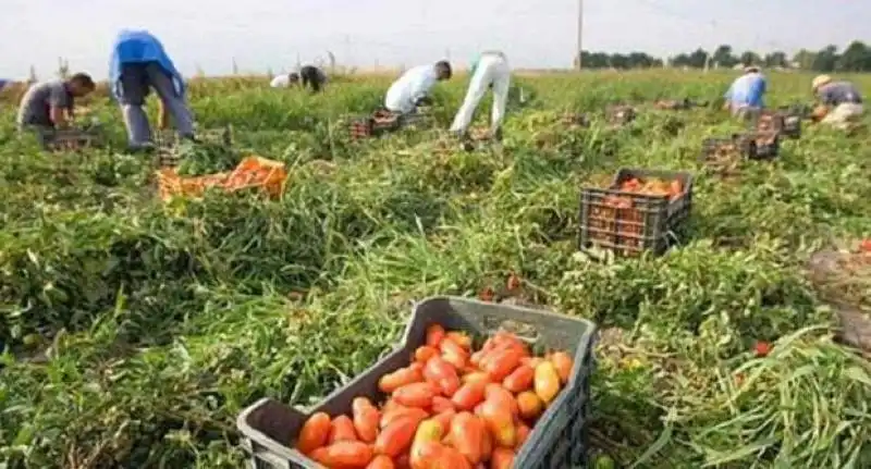 BRACCIANTI A LAVORO