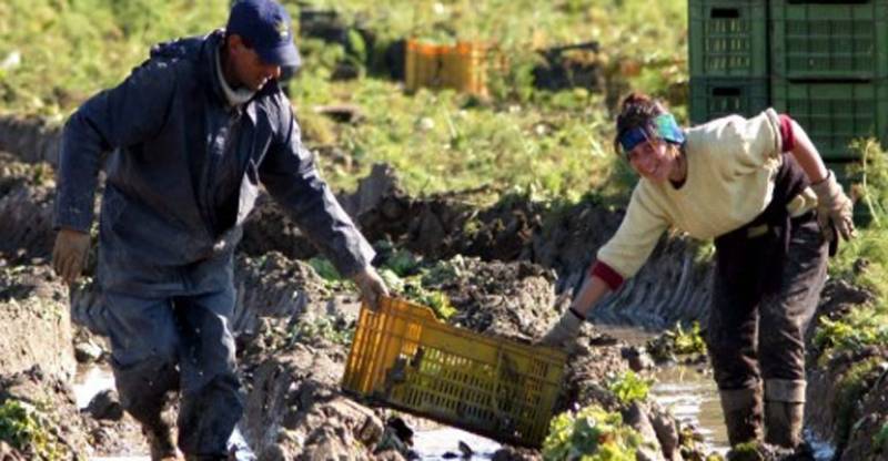 BRACCIANTI A LAVORO