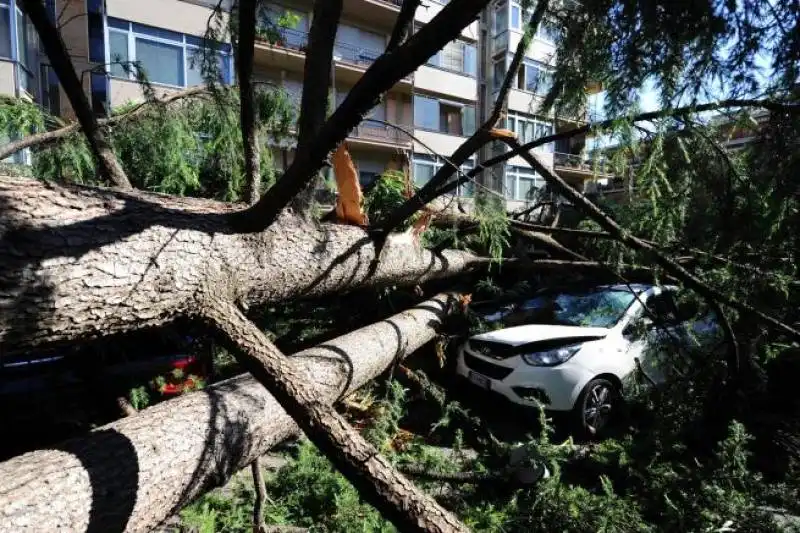 FIRENZE ALBERI CADUTI 1