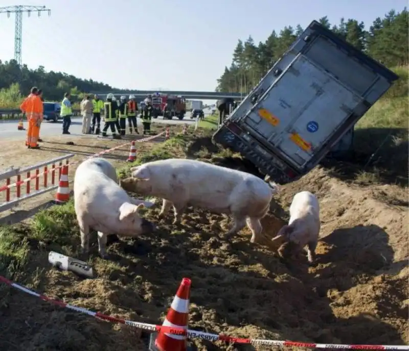 MAIALI SULLA AUTOSTRADA A1