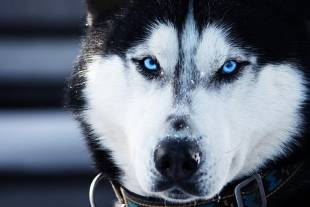 occhi husky