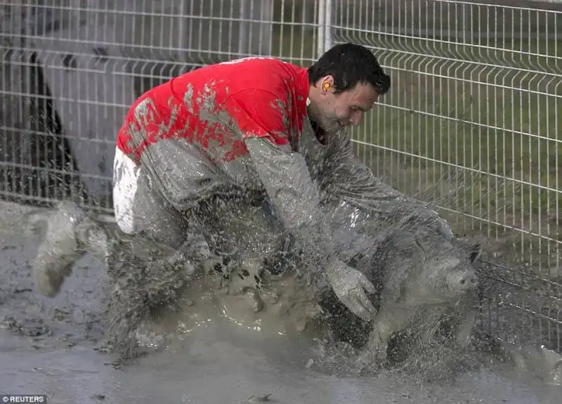 pig race   canada  8