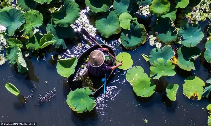 semi di loto nel lago taihu 2