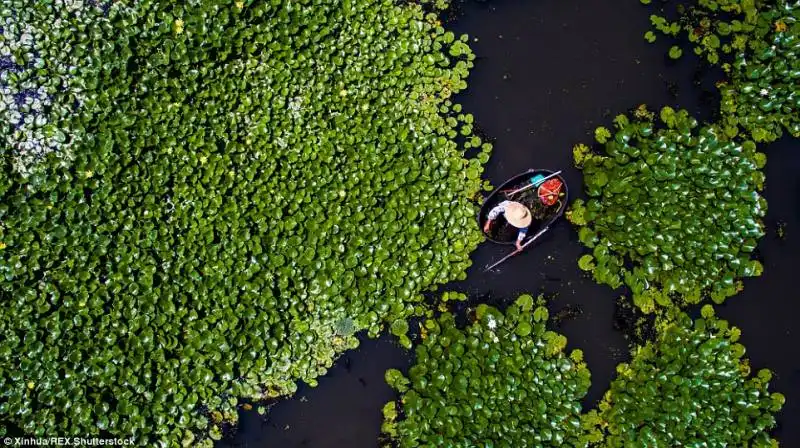 semi di loto nel lago taihu 4