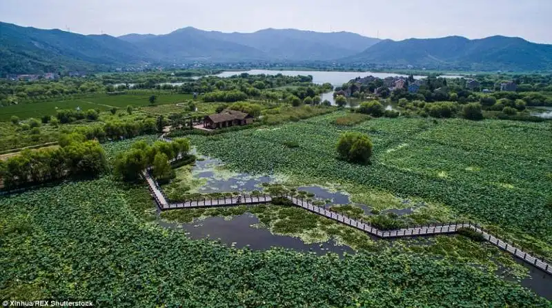 semi di loto nel lago taihu 7