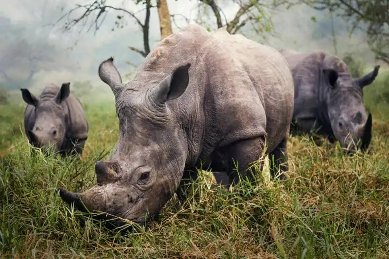 white rhinos   uganda